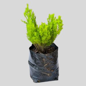 Asparagus densiflorus RED FLAG 3lt