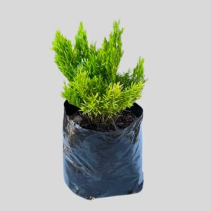 Asparagus HYBRID RED FLAG 4lt