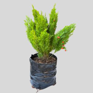 Asparagus Red Top 10l