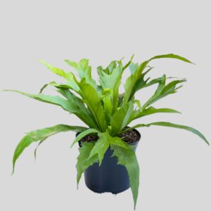 Asplenium Antiquum Cristata 15cm