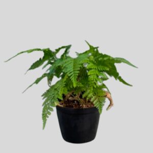 Asplenium Davallia 12cm