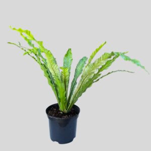 Asplenium Variegata 19cm