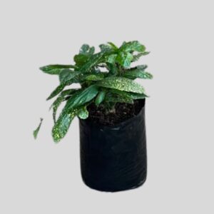 Aucuba japonica CROTONIFOLIA 10lt
