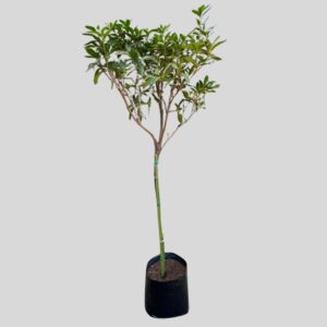 Azalea GRANDIFLORA ALBA STD 13lt