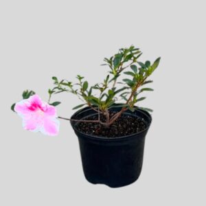 Azalea LIGHT PINK 15cm