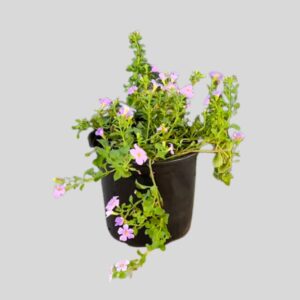 Bacopa MIXED 15cm
