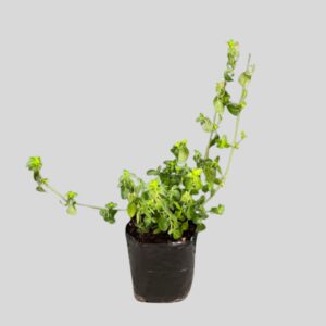 Barleria Obtusa 3lt