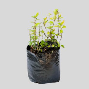 Barleria repens SALMON 3lt