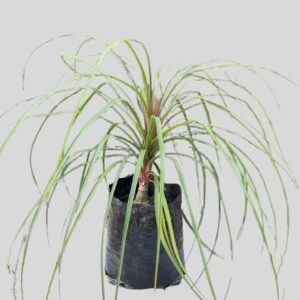 Beaucarnea recurvata 10lt