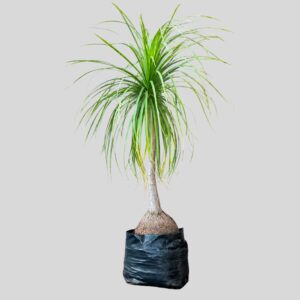Beaucarnea recurvata 40lt