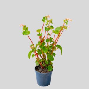 Begonia BABY WINGS MIXED 14cm