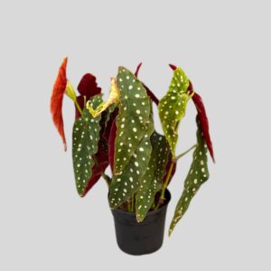 Begonia Makulata 14cm