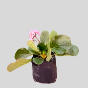 Bergenia cordifolia 5lt