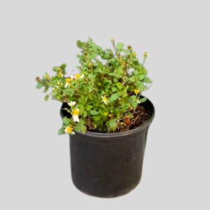 Bidens FERULIFOLIA ASSTD 15cm