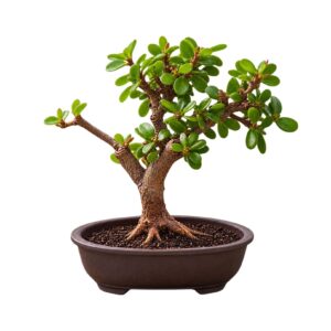 Bonsai Terracotta SMALL