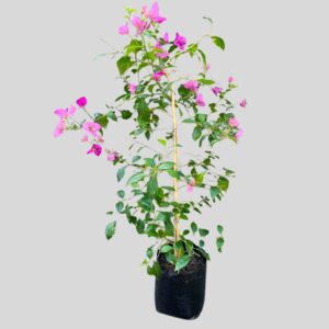Bougainvillea Bambino Zulu 10lt