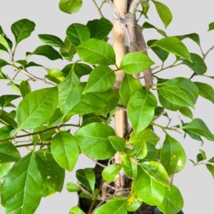 Bougainvillea Bambino Zulu 10lt