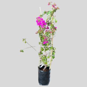 Bougainvillea Bush 5lt
