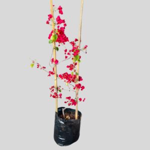 Bougainvillea Mixed 10lt