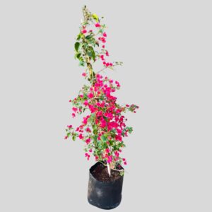 Bougainvillea Mixed 20lt