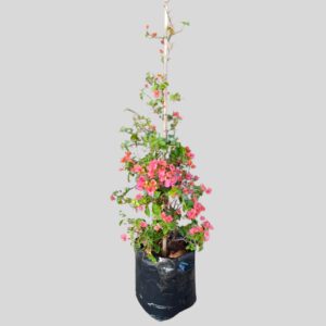 Bougainvillea Mixed 20lt