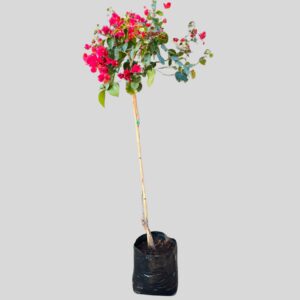 Bougainvillea STD 10lt