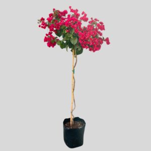 Bougainvillea Mixed Std 20lt