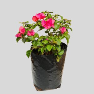 Bougainvillea Super Ball 5lt