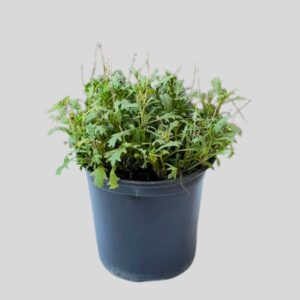 Brachyscome fresco CANDY 15cm