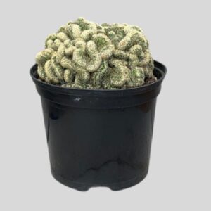 Brain cactus 15cm