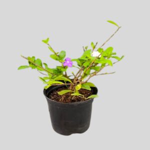 Brunfelsia pauciflora FLORIBUNDA 17cm