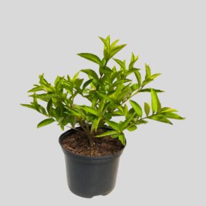 Brunfelsia pauciflora FLORIBUNDA 17cm