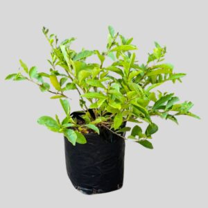 Brunfelsia pauciflora FLORIBUNDA 5lt