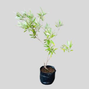 Buddleja Saligna 5lt