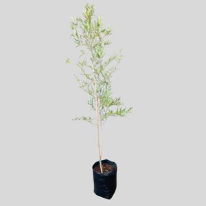 Buddleja Saligna False Olive 10lt