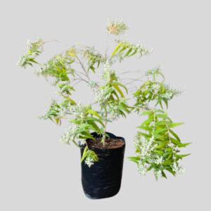 Buddleja Salviifolia 20lt