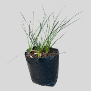 Bulbine abyssinica 4lt