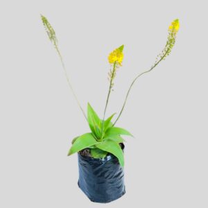 Bulbine natalensis 3lt