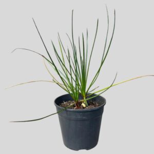 Bulbine WILD FIRE 12cm