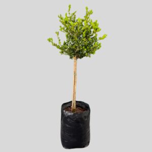 Buxus GREEN STD 20lt