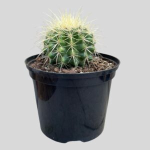 Cactus ASSORTED 15cm