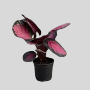 Calanthea MIST RED 14cm