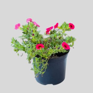 Calibrachoa CONGA 15cm