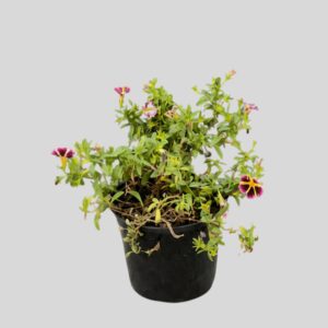 Calibrachoa MILLION BELLS MIXED 15cm