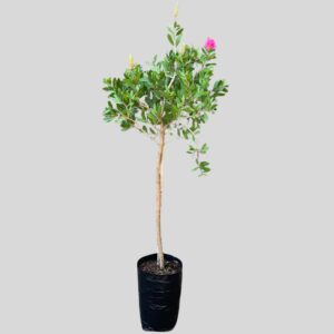 Callistemon endeavour STD 5lt