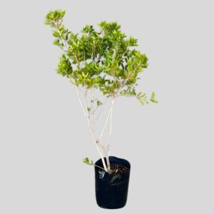 Callistemon endeavour 10lt