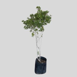Callistemon Endeavour PINK 10lt