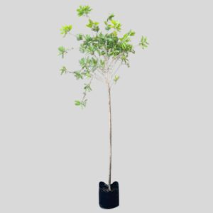 Callistemon endeavour STD 5lt