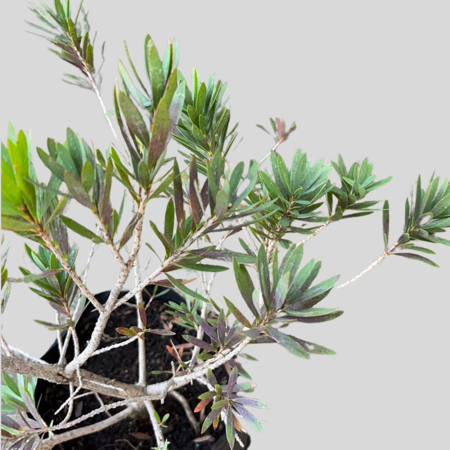Callistemon LITTLE JOHN 10lt - Image 2