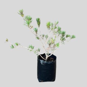 Callistemon LITTLE JOHN 10lt
